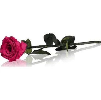 umělá květina RoseAmor Fuchsia stabilizovaná růže na stonku 30 cm 1 ks