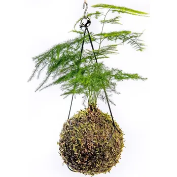 Gardners Kokedama Asparagus plumosus (M) Asparágus, Chřest hustokvětý
