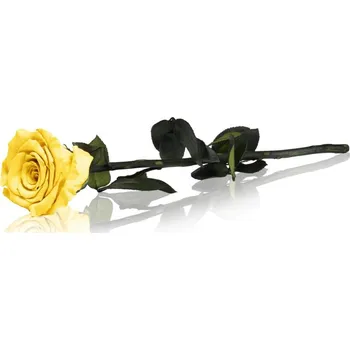 umělá květina RoseAmor Yellow stabilizovaná růže na stonku 30 cm 1 ks