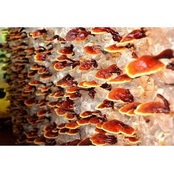 Substrát Kolíčková sadba - Reishi červená