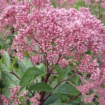 Eupatorium maculatumBaby Joe® - Sadec 3107