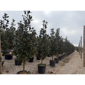 Sazenice 2026 Rezervace / Magnolia grandiflora / Galissonneiere - výška 250/275cm - 90l
