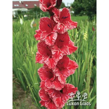 Semeno Lukon Glads Mečík ALTAIR EXOTIC - gladiolus Velikost hlízy: Malá