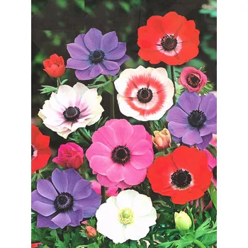 Semeno Lukon Glads Anemone coronaria DE CAEN - sasanka, anemonka Množství: 1