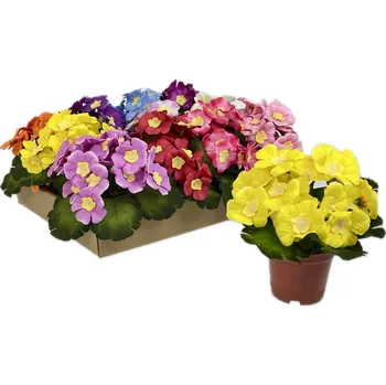 umělá květina Primule umělá 20cm v plast. květníku MIX barev