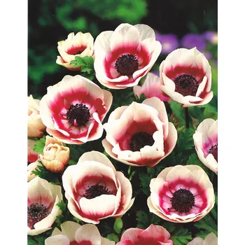 Semeno Lukon Glads Anemone BICOLOR - sasanka, anemonka