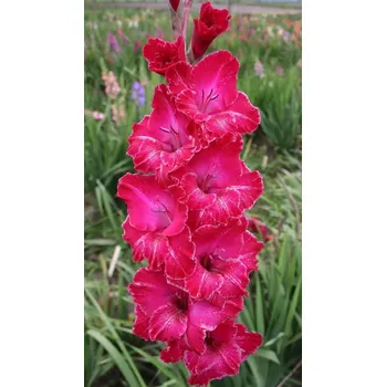 Sazenice Lukon Glads Mečík AGUNG - gladiolus Velikost hlízy: Malá
