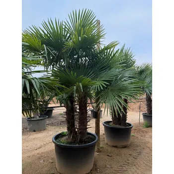 Sazenice 2026 Rezervace / Trachycarpus Fortunei - multikmen - mrazuvzdorná palma (-17C) - výška 275-300cm /