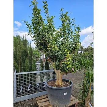 Sazenice Citron - CITRUS LIMON - obvod kmene 50/60cm / výška 250/300 cm - Citron / kmen Q 50cm+