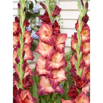 Semeno Mečík 'Ocaso' 5 ks Velikost cibulí: 12/14