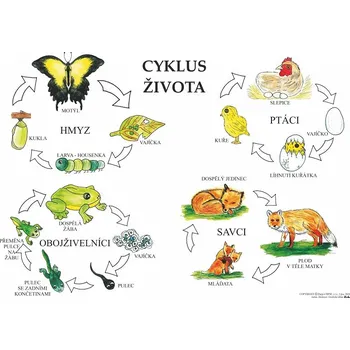 Výuková hračka Cesta k poznání CYKLUS ŽIVOTA 98 x 70 MAGNET