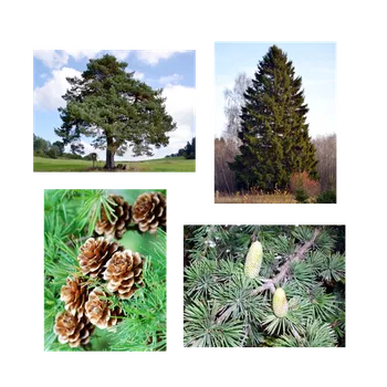 Výuková hračka STROMY PVC 32 fotografií B5 s magnetem