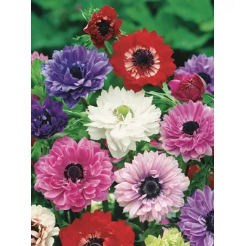 Semeno Lukon Glads Anemone coronaria ST. BRIGIT - sasanka, anemonka Množství: 1