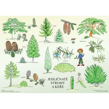 Výuková hračka Cesta k poznání JEHLIČNATÉ STROMY 98 x 70 MAGNET