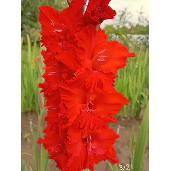 Semeno Lukon Glads Mečík BORN OF FIRE - gladiolus Velikost hlízy: Malá