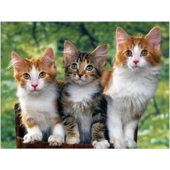 Diamantové malování Diamantové obrázky 40x30cm Kočky