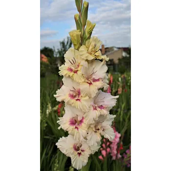 Semeno Lukon Glads Mečík DASTAN - gladiolus Velikost hlízy: Velká