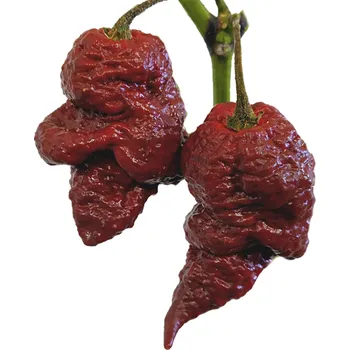 Semeno Big Black Mama Chilli semínka