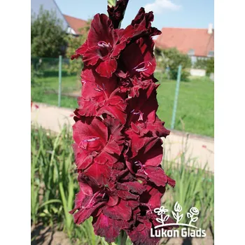 Sazenice Lukon Glads Mečík DARK SEA - gladiolus Velikost hlízy: Malá