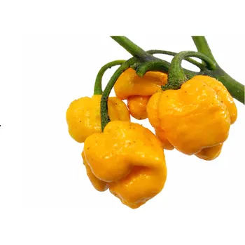 Semeno 7 Pot Brain Strain Yellow Chilli semínka