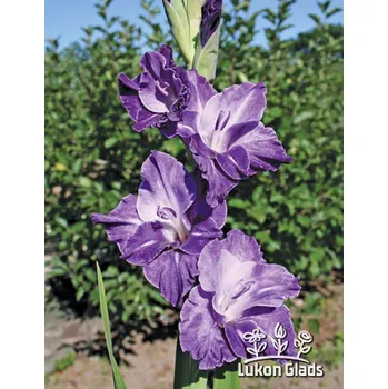 Semeno Lukon Glads Mečík DESTERA - gladiolus Velikost hlízy: Malá