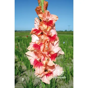 Semeno Lukon Glads Mečík ČEŘÍNEK - gladiolus Velikost hlízy: Malá