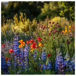 Planta Naturalis Jednoleté květy pro…