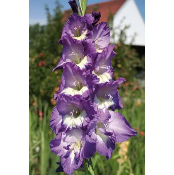 Semeno Lukon Glads Mečík GAIA - gladiolus Velikost hlízy: Malá