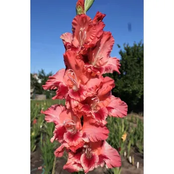 Sazenice Lukon Glads Mečík TANIA - gladiolus Velikost hlízy: Malá