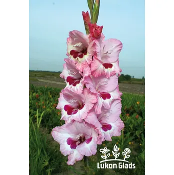 Semeno Lukon Glads Mečík WINE & ROSES - gladiolus Velikost hlízy: Střední