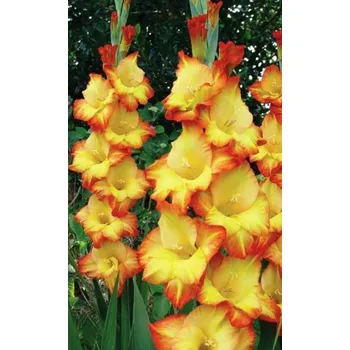 Sazenice Lukon Glads Mečík PRINCESS MARGARET ROSE - gladiolus Velikost hlízy: Střední