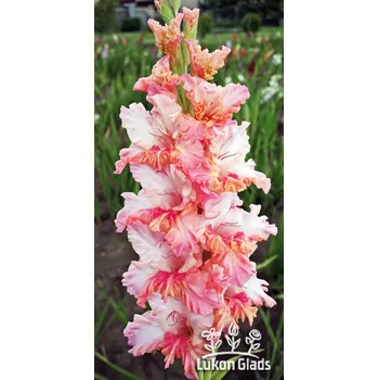 Sazenice Lukon Glads Mečík LOOKER - gladiolus Velikost hlízy: Malá