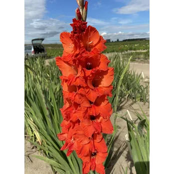 Semeno Lukon Glads Mečík OHNIVÁ LIŠKA - gladiolus Velikost hlízy: Malá