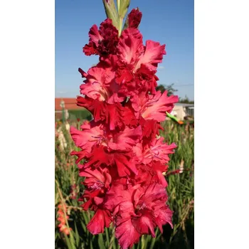 Semeno Lukon Glads Mečík MARTIN BARSECHIAN - gladiolus Velikost hlízy: Malá