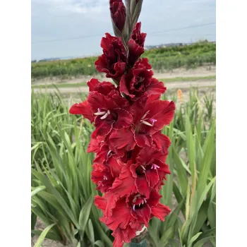 Semeno Lukon Glads Mečík LANGKAWI - gladiolus Velikost hlízy: Malá