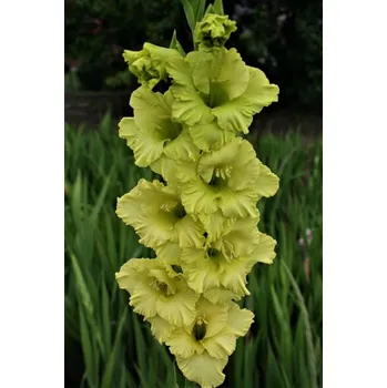 Semeno Lukon Glads Mečík IZA - gladiolus Velikost hlízy: Velká