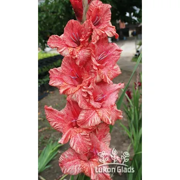 Sazenice Lukon Glads Mečík ORAKULUM - gladiolus Velikost hlízy: Malá