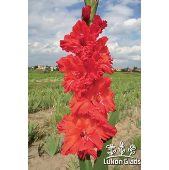 Semeno Lukon Glads Mečík PETRA - gladiolus Velikost hlízy: Malá