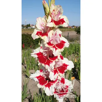 Sazenice Lukon Glads Mečík BOLD HEART - gladiolus Velikost hlízy: Malá