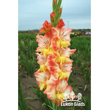 Sazenice Lukon Glads Mečík JANTARNAJA BALTIKA - gladiolus Velikost hlízy: Malá