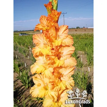 Semeno Lukon Glads Mečík OLYMPIA - gladiolus Velikost hlízy: Velká