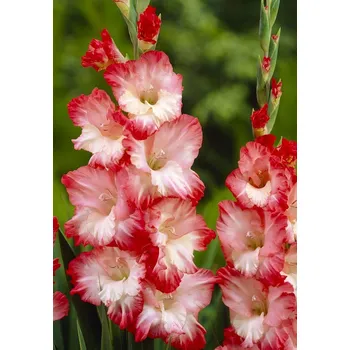 Semeno Lukon Glads Mečík PINK LADY - gladiolus Velikost hlízy: Velká