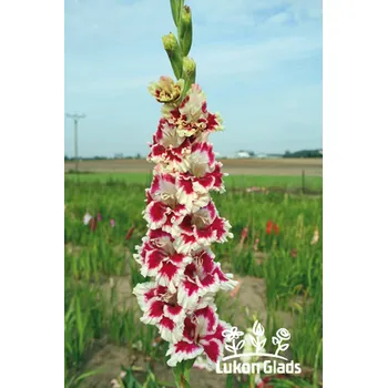 Semeno Lukon Glads Mečík BERNICE - gladiolus Velikost hlízy: Velká
