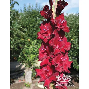 Semeno Lukon Glads Mečík BLACK PEARL‘S - gladiolus Velikost hlízy: Malá