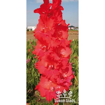 Semeno Lukon Glads Mečík RED FURI - gladiolus Velikost hlízy: Střední