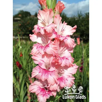 Sazenice Lukon Glads Mečík JAHODOVÝ POHÁR - gladiolus Velikost hlízy: Malá