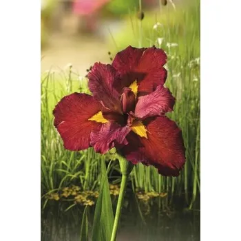 Květináč Kosatec Kaempferův červený FloraSelf Iris kaempferi 'Ann Chowing' 10-75 cm květináč 0,6 l