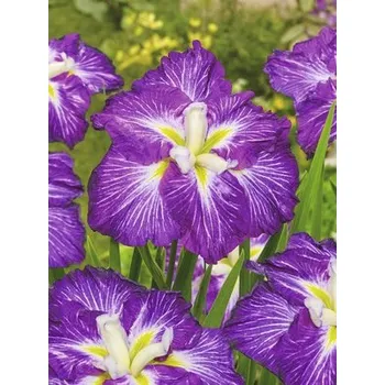 Květináč Kosatec Kaempferův Dinner Plate FloraSelf Iris ensata Dinner Plate 'Jell-O' květináč Ø 11 cm