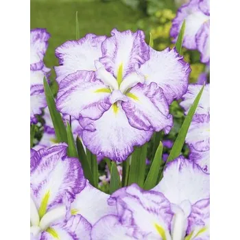 Květináč Kosatec Kaempferův Dinner Plate FloraSelf Iris ensata Dinner Plate 'Tiramisu' květináč Ø 11 cm