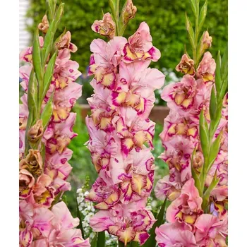 Sazenice Lukon Glads Mečík QUEPO - gladiolus Velikost hlízy: Malá